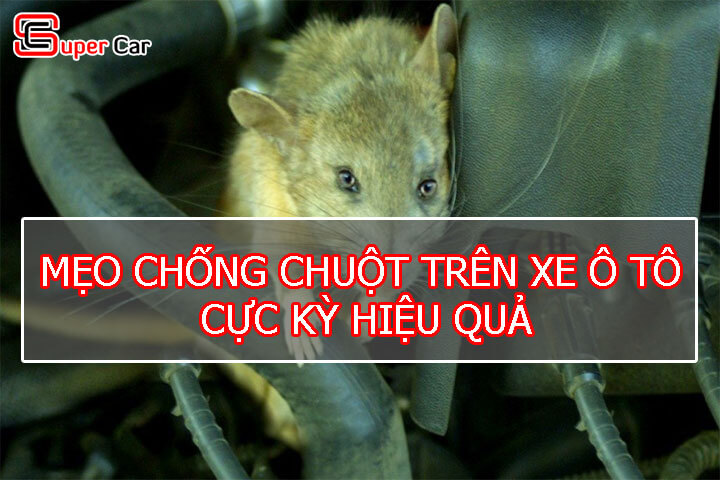 Mẹo chống chuột trên xe ô tô hiệu quả